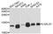 Galectin 1 antibody, A1580, ABclonal Technology, Western Blot image 