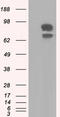 Sorting Nexin 9 antibody, CF501325, Origene, Western Blot image 