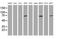 Receptor Interacting Serine/Threonine Kinase 1 antibody, MA5-26427, Invitrogen Antibodies, Western Blot image 