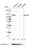 Adenosine Deaminase antibody, MA5-24586, Invitrogen Antibodies, Western Blot image 