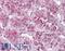 Neurotensin Receptor 2 antibody, LS-A1266, Lifespan Biosciences, Immunohistochemistry frozen image 