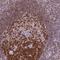 Deoxycytidine Kinase antibody, HPA062773, Atlas Antibodies, Immunohistochemistry frozen image 