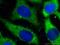 Caspase-12 antibody, 55238-1-AP, Proteintech Group, Immunofluorescence image 