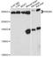 PR/SET Domain 2 antibody, LS-C748219, Lifespan Biosciences, Western Blot image 