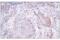 Zinc Finger MIZ-Type Containing 1 antibody, 89500S, Cell Signaling Technology, Immunohistochemistry paraffin image 