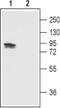 Transient Receptor Potential Cation Channel Subfamily V Member 1 antibody, PA5-77316, Invitrogen Antibodies, Western Blot image 