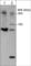 Plexin B1 antibody, PP1841, ECM Biosciences, Western Blot image 
