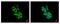 Fyn Related Src Family Tyrosine Kinase antibody, PA5-28573, Invitrogen Antibodies, Immunofluorescence image 