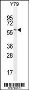 Leukocyte Receptor Cluster Member 9 antibody, 55-740, ProSci, Western Blot image 