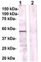 Peroxisome Proliferator Activated Receptor Delta antibody, TA354466, Origene, Western Blot image 
