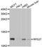 Ribosomal Protein S27 antibody, LS-C334909, Lifespan Biosciences, Western Blot image 