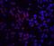 Receptor Interacting Serine/Threonine Kinase 2 antibody, A00818, Boster Biological Technology, Immunofluorescence image 
