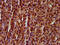 Ras Association Domain Family Member 3 antibody, LS-C681188, Lifespan Biosciences, Immunohistochemistry paraffin image 