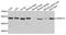 Adrenoceptor Alpha 1A antibody, A1471, ABclonal Technology, Western Blot image 