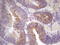 Microtubule Affinity Regulating Kinase 3 antibody, LS-C339751, Lifespan Biosciences, Immunohistochemistry frozen image 