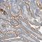 Kiaa0239 antibody, HPA025959, Atlas Antibodies, Immunohistochemistry frozen image 