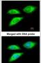 BCL2 Associated Athanogene 5 antibody, PA5-21434, Invitrogen Antibodies, Immunofluorescence image 