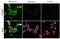 Androgen Receptor antibody, GTX636638, GeneTex, Immunocytochemistry image 