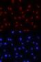 Zic Family Member 3 antibody, AF5310, R&D Systems, Immunofluorescence image 