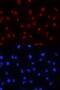 Zic Family Member 3 antibody, AF5310, R&D Systems, Immunofluorescence image 