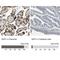 WD Repeat Domain, Phosphoinositide Interacting 1 antibody, NBP1-88878, Novus Biologicals, Immunohistochemistry paraffin image 