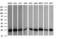 RAS Like Proto-Oncogene B antibody, LS-C174563, Lifespan Biosciences, Western Blot image 