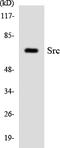 SRC Proto-Oncogene, Non-Receptor Tyrosine Kinase antibody, LS-C200721, Lifespan Biosciences, Western Blot image 