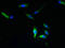 Tweety Family Member 1 antibody, LS-C379464, Lifespan Biosciences, Immunofluorescence image 