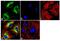 Autophagy Related 12 antibody, 701684, Invitrogen Antibodies, Immunofluorescence image 