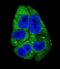 Aspartyl-TRNA Synthetase antibody, LS-C167270, Lifespan Biosciences, Immunofluorescence image 