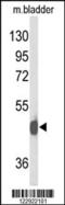 Neuropeptide Y Receptor Y2 antibody, 63-959, ProSci, Western Blot image 