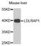 Low Density Lipoprotein Receptor Adaptor Protein 1 antibody, abx005362, Abbexa, Western Blot image 