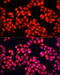 Delta-aminolevulinic acid dehydratase antibody, 14-396, ProSci, Immunofluorescence image 