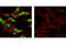 Transcription Factor AP-2 Beta antibody, 2509S, Cell Signaling Technology, Immunofluorescence image 