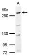 Carbamoyl-Phosphate Synthetase 2, Aspartate Transcarbamylase, And Dihydroorotase antibody, TA308818, Origene, Western Blot image 