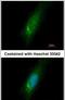 Homer Scaffold Protein 3 antibody, PA5-22382, Invitrogen Antibodies, Immunofluorescence image 