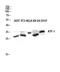 Activating Transcription Factor 1 antibody, STJ91744, St John