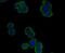 Placental Growth Factor antibody, NBP2-80390, Novus Biologicals, Immunofluorescence image 