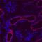 C-C Motif Chemokine Ligand 3 antibody, MAB66251, R&D Systems, Immunohistochemistry frozen image 