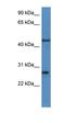 Olfactory receptor 806 antibody, orb326310, Biorbyt, Western Blot image 