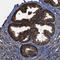 Farnesyltransferase, CAAX Box, Alpha antibody, NBP1-83428, Novus Biologicals, Immunohistochemistry frozen image 