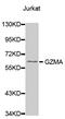 Granzyme A antibody, MBS125237, MyBioSource, Western Blot image 