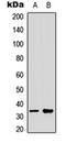 Mediator Complex Subunit 27 antibody, orb315610, Biorbyt, Western Blot image 