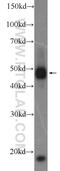 Ring Finger Protein 26 antibody, 16802-1-AP, Proteintech Group, Western Blot image 