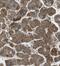 Ras Association (RalGDS/AF-6) And Pleckstrin Homology Domains 1 antibody, FNab07117, FineTest, Immunohistochemistry paraffin image 