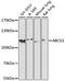 ATP-binding cassette sub-family G member 1 antibody, 19-343, ProSci, Western Blot image 