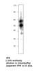 Potassium Voltage-Gated Channel Subfamily J Member 9 antibody, MBS540554, MyBioSource, Western Blot image 