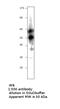 Potassium Voltage-Gated Channel Subfamily J Member 9 antibody, MBS540554, MyBioSource, Western Blot image 