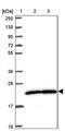 PRKR Interacting Protein 1 antibody, PA5-62331, Invitrogen Antibodies, Western Blot image 