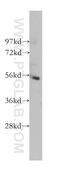 IKAROS Family Zinc Finger 1 antibody, 12016-1-AP, Proteintech Group, Western Blot image 